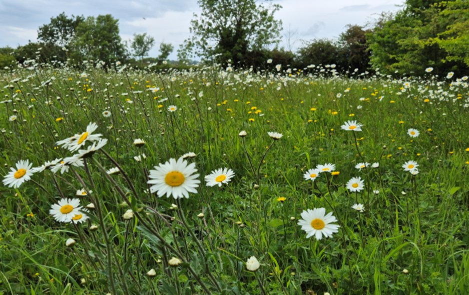 Ravensthorpe Pocket Park is covered with ox-eye daisies