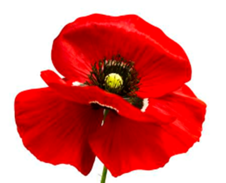 Poppy