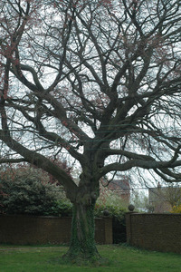 Beech Tree on the Green