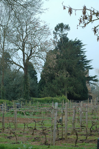 Vines on the Allotments