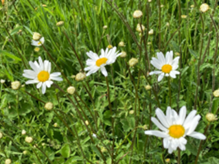 Pocket Park Ox-eye Daisy