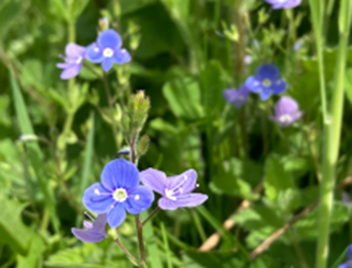 Pocket Park Speedwell